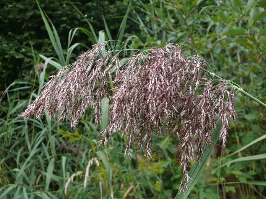 File:Phragmites australis - Hegge - 2024-09-03 - 219a.jpg