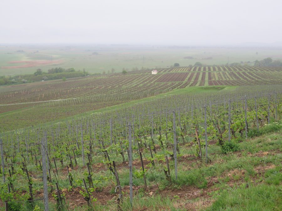File:Mézes Mály vineyard in Tarcal.jpg