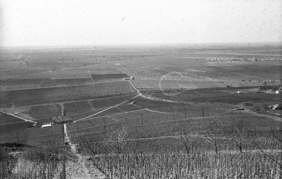 File:Tokaj 1965, Szőlőültetvény. Fortepan 46520.jpg