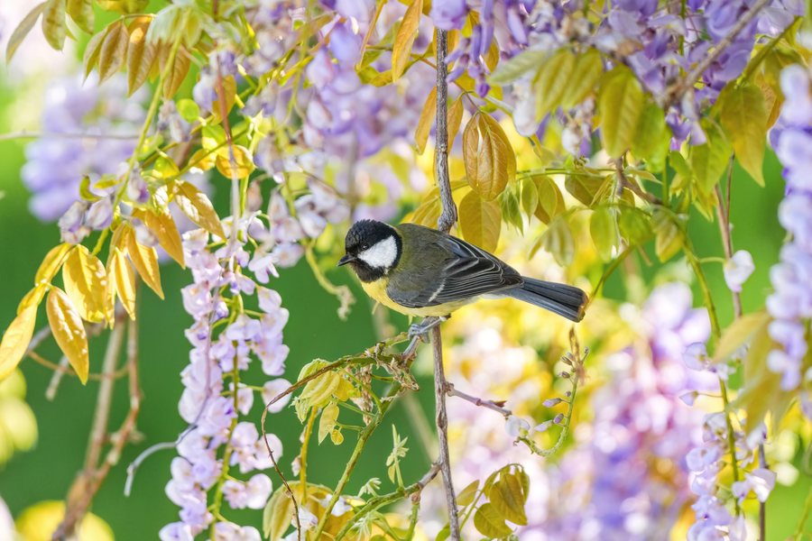 Great tit standing on flowering Wisteria in Glâne District