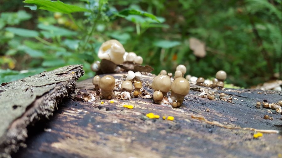 File:Steckenborn-Fungi in the forest (1).jpg