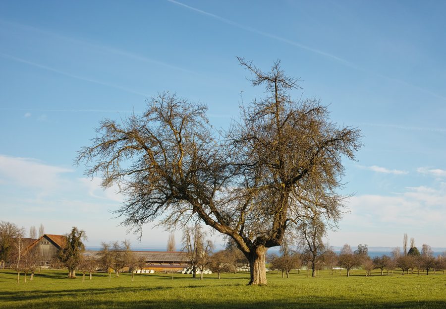 Obstbäume bei Frasnacht mit Blick auf den Weiler Kratzern und den Bodensee