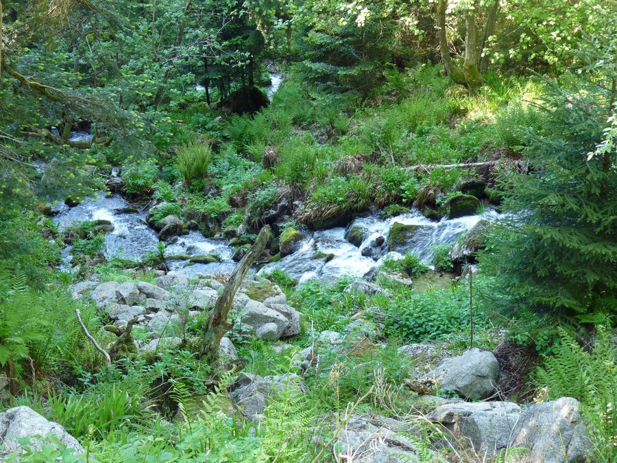 Cascade du Rudlin bei Plainfaing im Wald