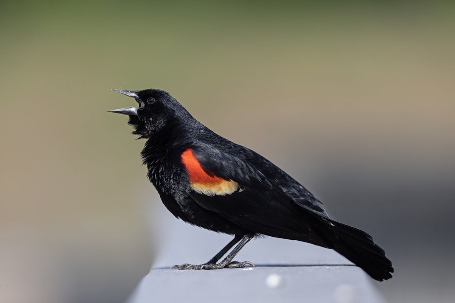File:Male Red-winged blackbird (Agelaius phoeniceus) John Heinz National Wildlife Refuge, Philadelphia, Pennsylvania, United States.jpg