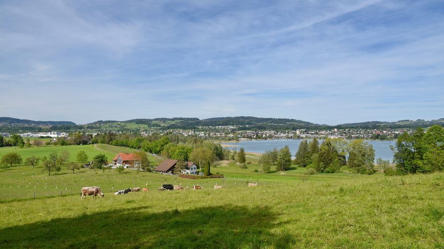 Pfäffikersee vom Wanderweg am Rutschberg Richtung Jucker Farm in Seegräben