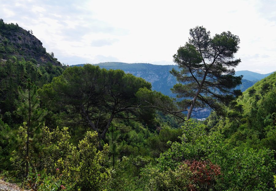 File:Alpes-Maritimes Environnement de Bonson 1.jpg