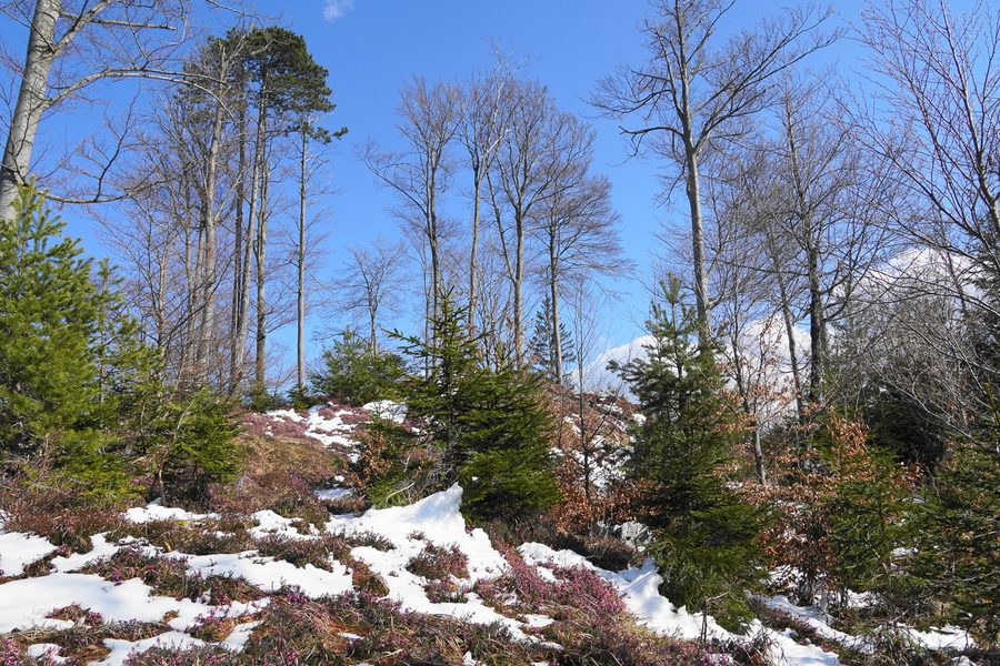 Naturpark Dobratsch bei der Storfhöhe in Kärnten