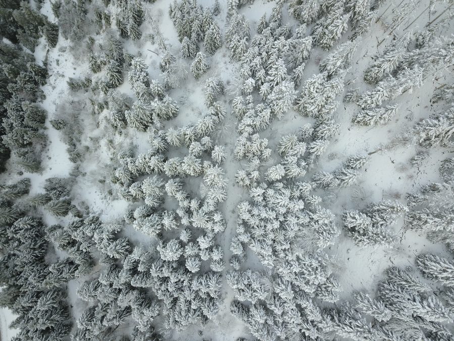 Massif forestier enneigé de Ban-sur-Meurthe-Clefcy dans les Vosges