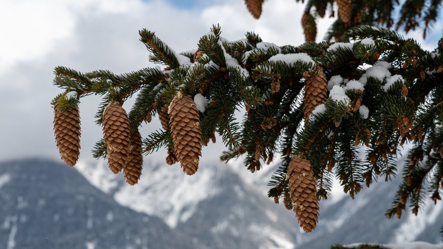 File:Pinecones - Vnà, Valsot.jpg