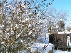 Winter Winter